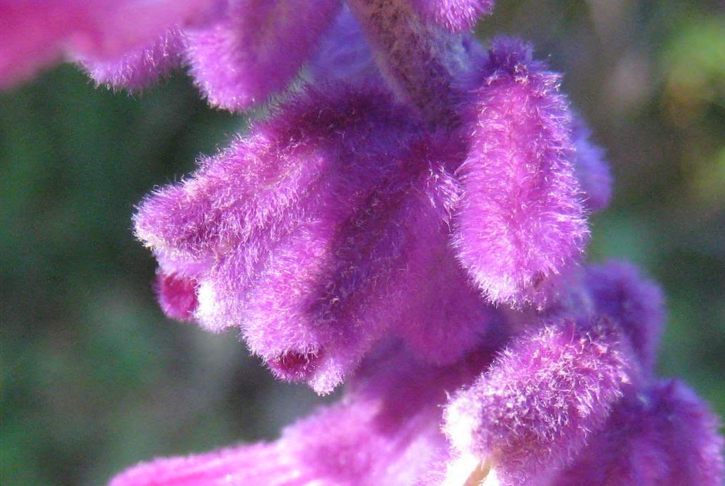 It's Not Work, It's Gardening! Fuzzy! Fuzzy! Purple! Purple!
